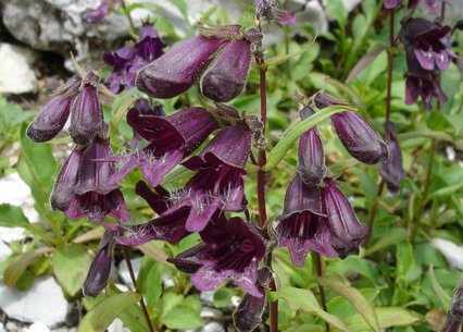 Penstemon whippleanus