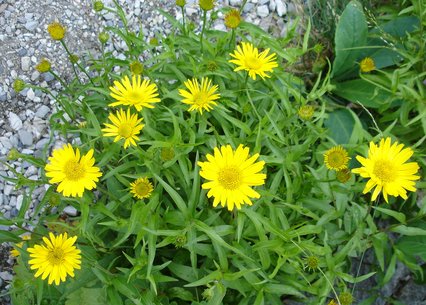 Buphthalmum salicifolium