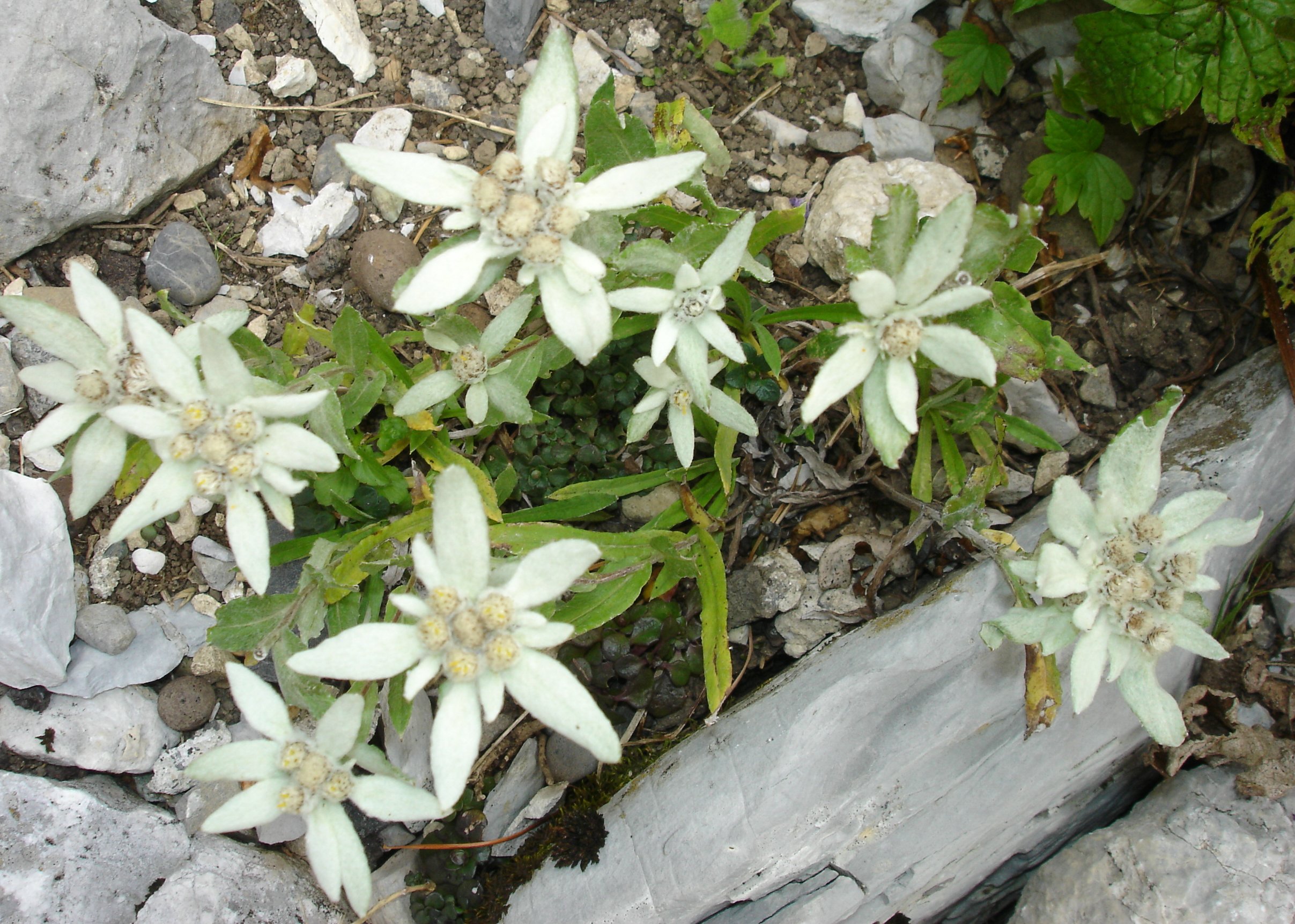 Leontopodium jacotianum