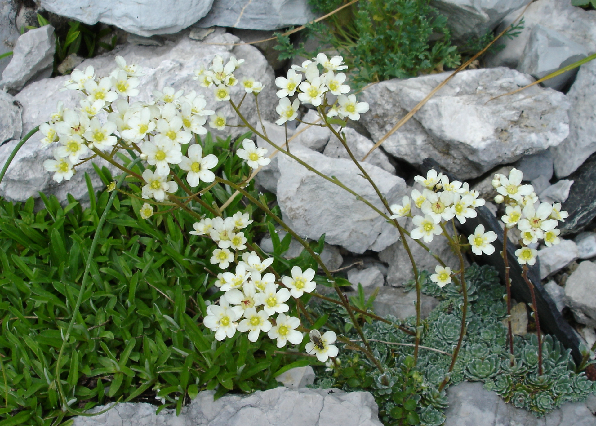 Saxifraga paniculata